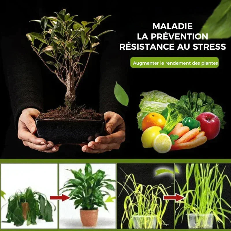 Achetez-en 2, obtenez-en 1 GRATUIT | Trésor activé par le sol - Vous serez étonné!