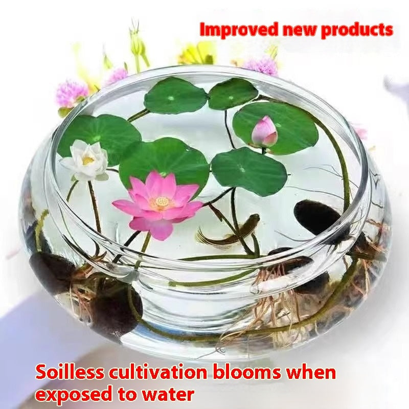 SoilBoost™- 💐Graines de lotus de couleurs mélangées pour bol de bonsaï🌿