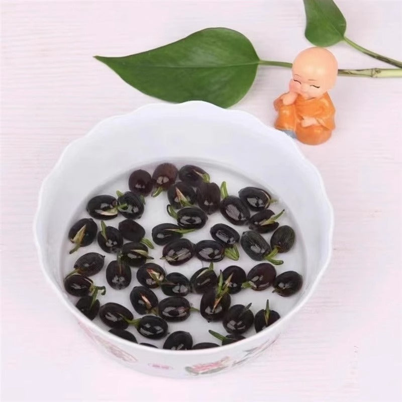 SoilBoost™- 💐Graines de lotus de couleurs mélangées pour bol de bonsaï🌿