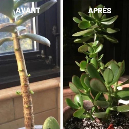 SoilBoost™ Liquide Résurrection des Plantes - Formule puissante et écologique pour redonner vie aux plantes ! [ACHETEZ 2, OBTENEZ 1 GRATUIT]